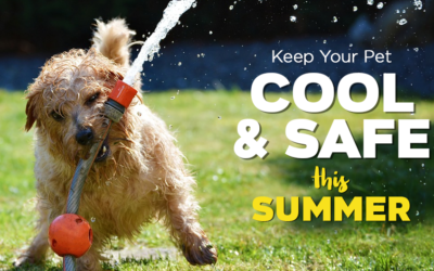 Keep Your Pet Cool and Safe This Summer