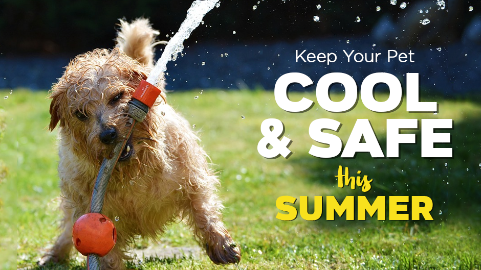 Keep Your Pet Cool and Safe This Summer