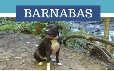 Barnabas looking for a new family