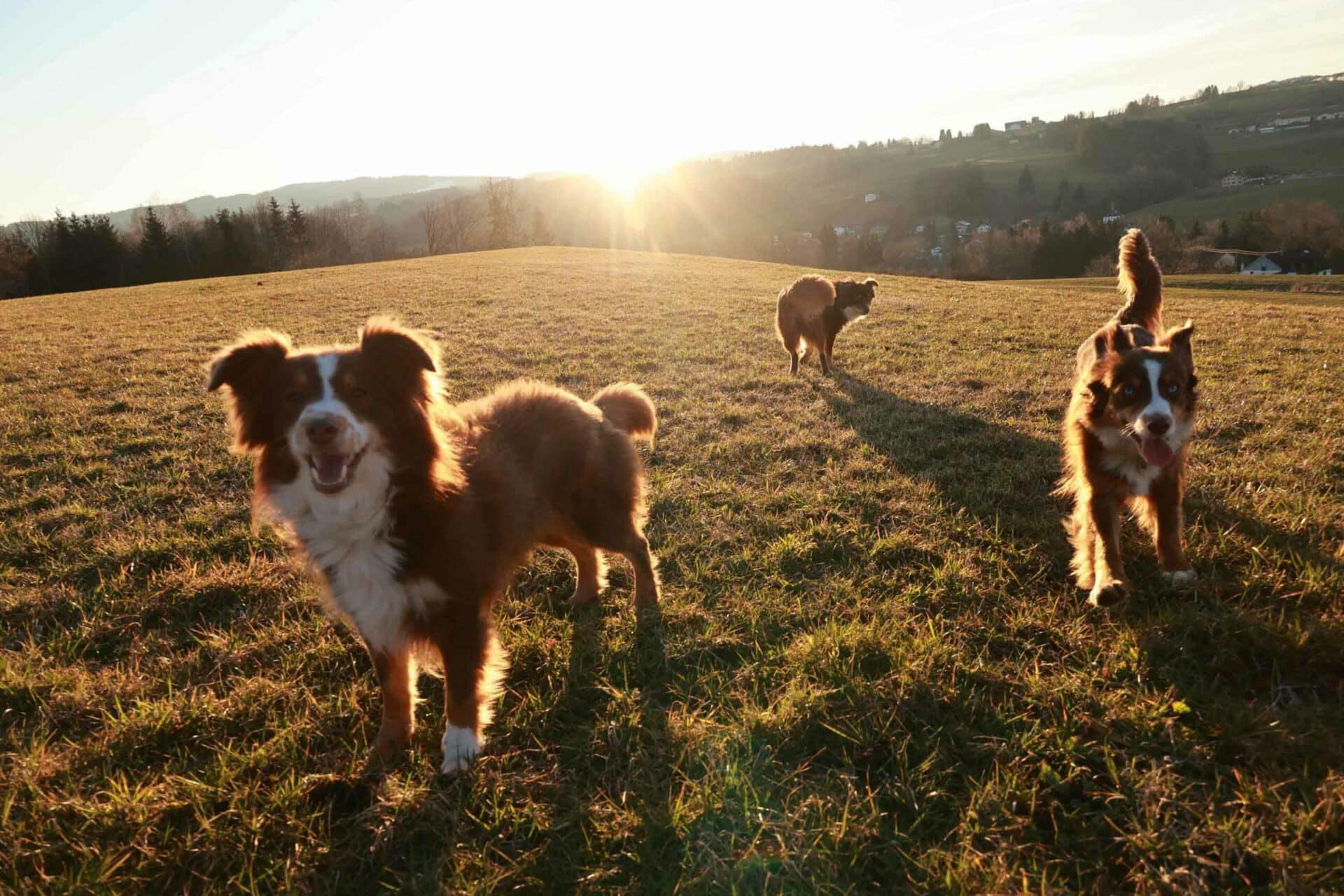 about-us-wade-hampton-veterinary-clinic-greenville-sc-veterinarian