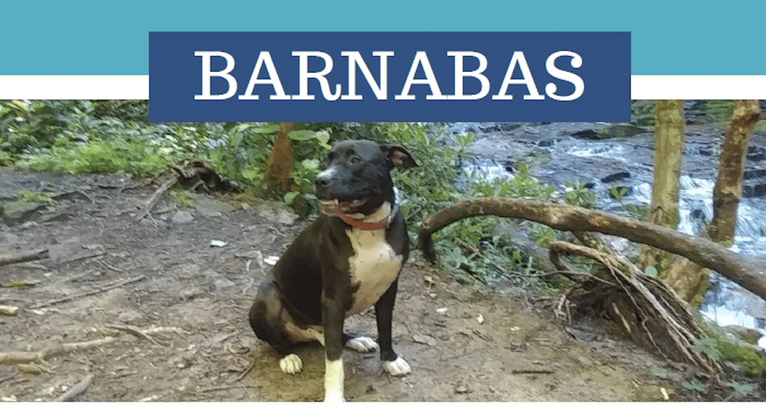 Barnabas looking for a new family