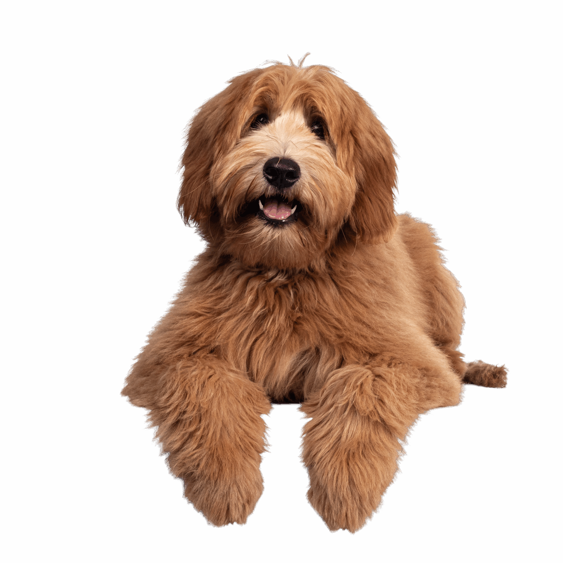 Brown Pet Dog
