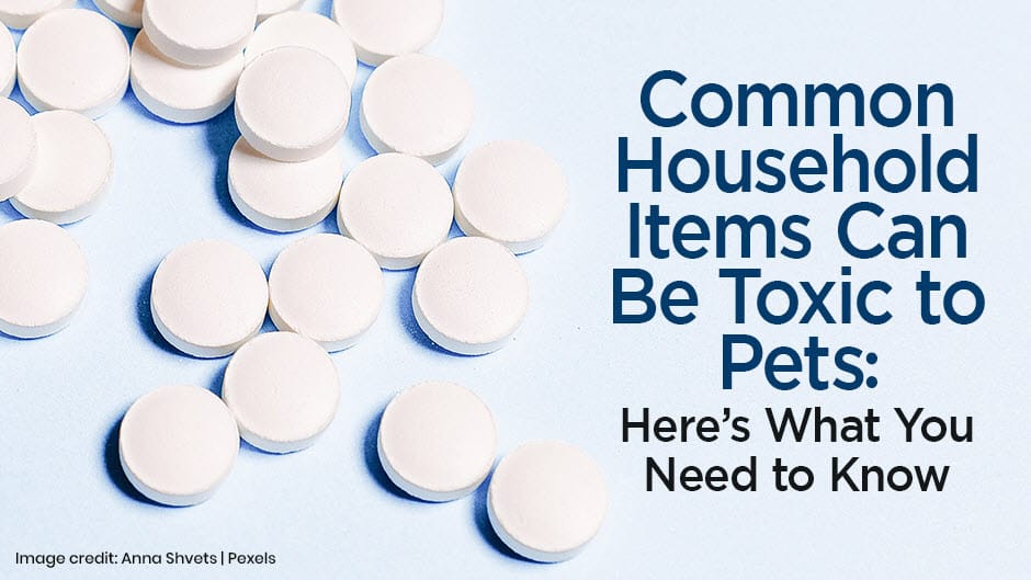 Common Household Items Can Be Toxic to Pets: Here’s What You Need to Know