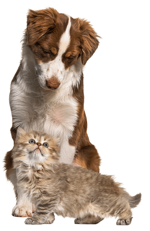 Dog and Cat