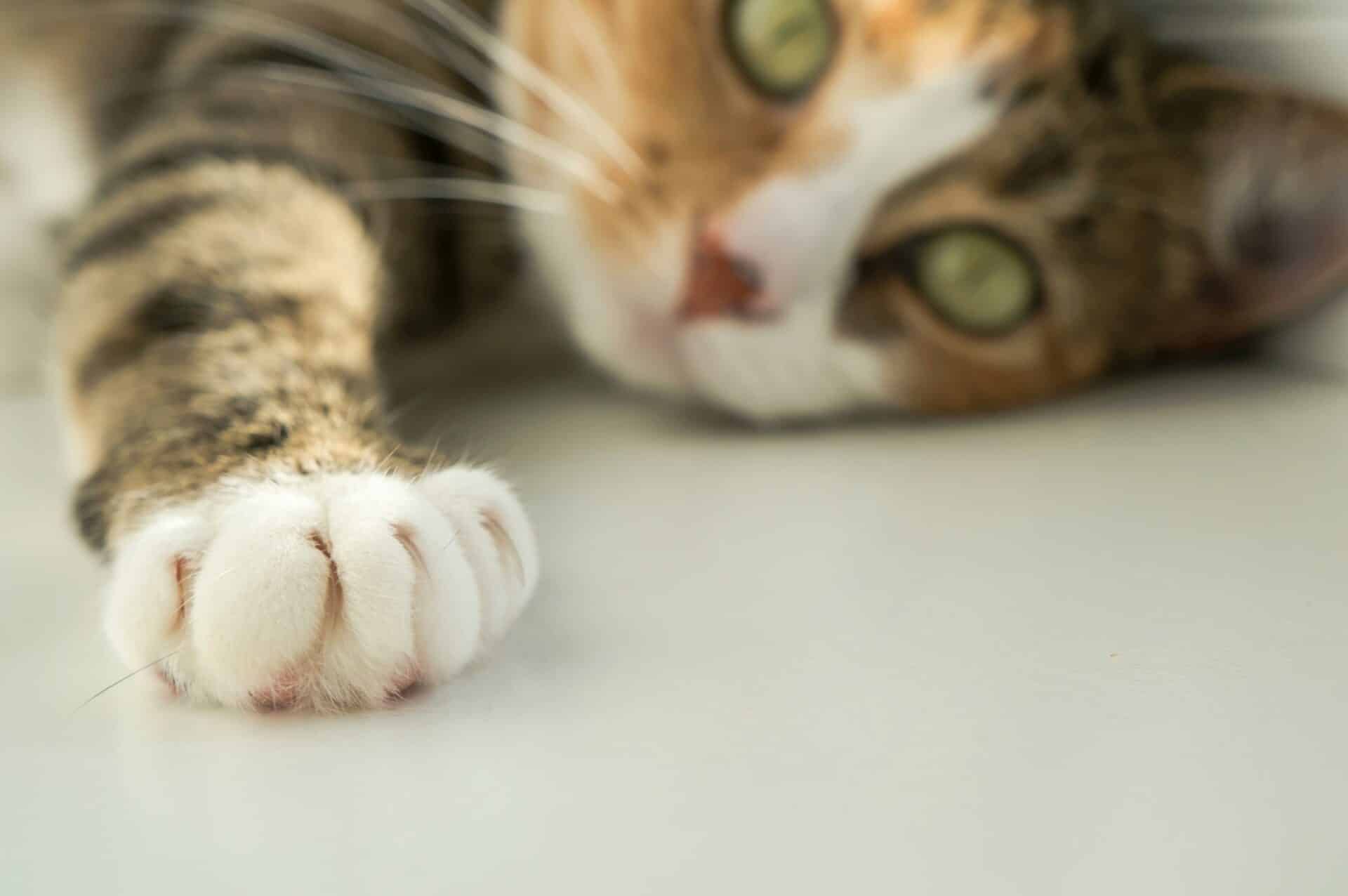 Help Your Pet Feel Better Today