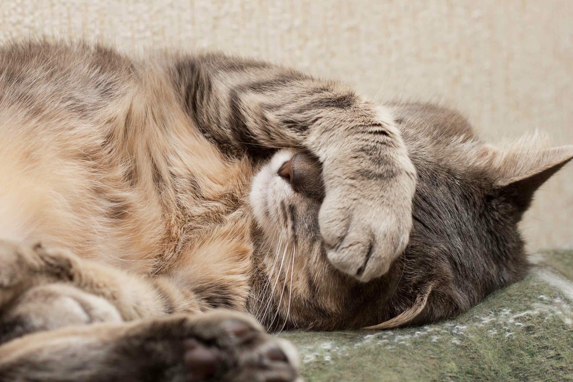 Importance of Senior Pet Wellness