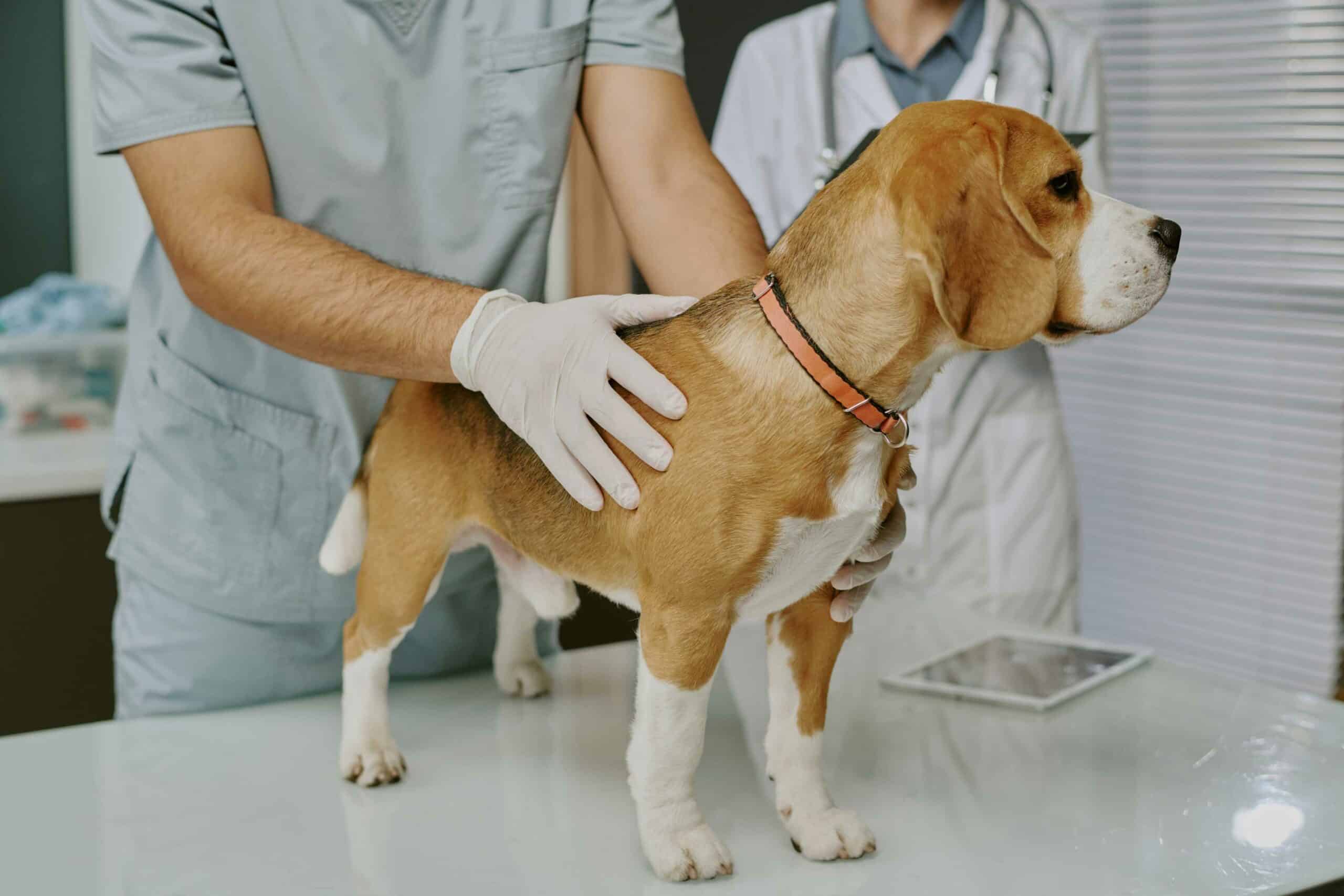 Our Laser Therapy Process