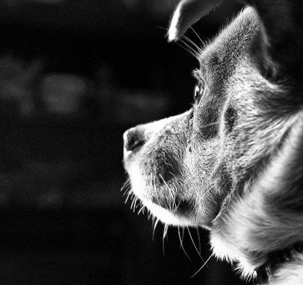 Senior Pet Care