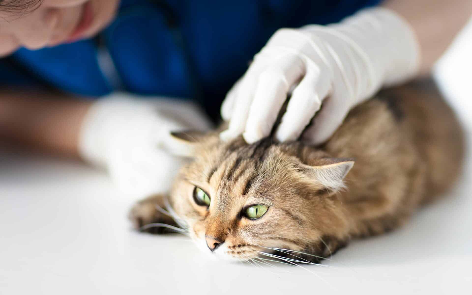 What is Laser Therapy for Pets?