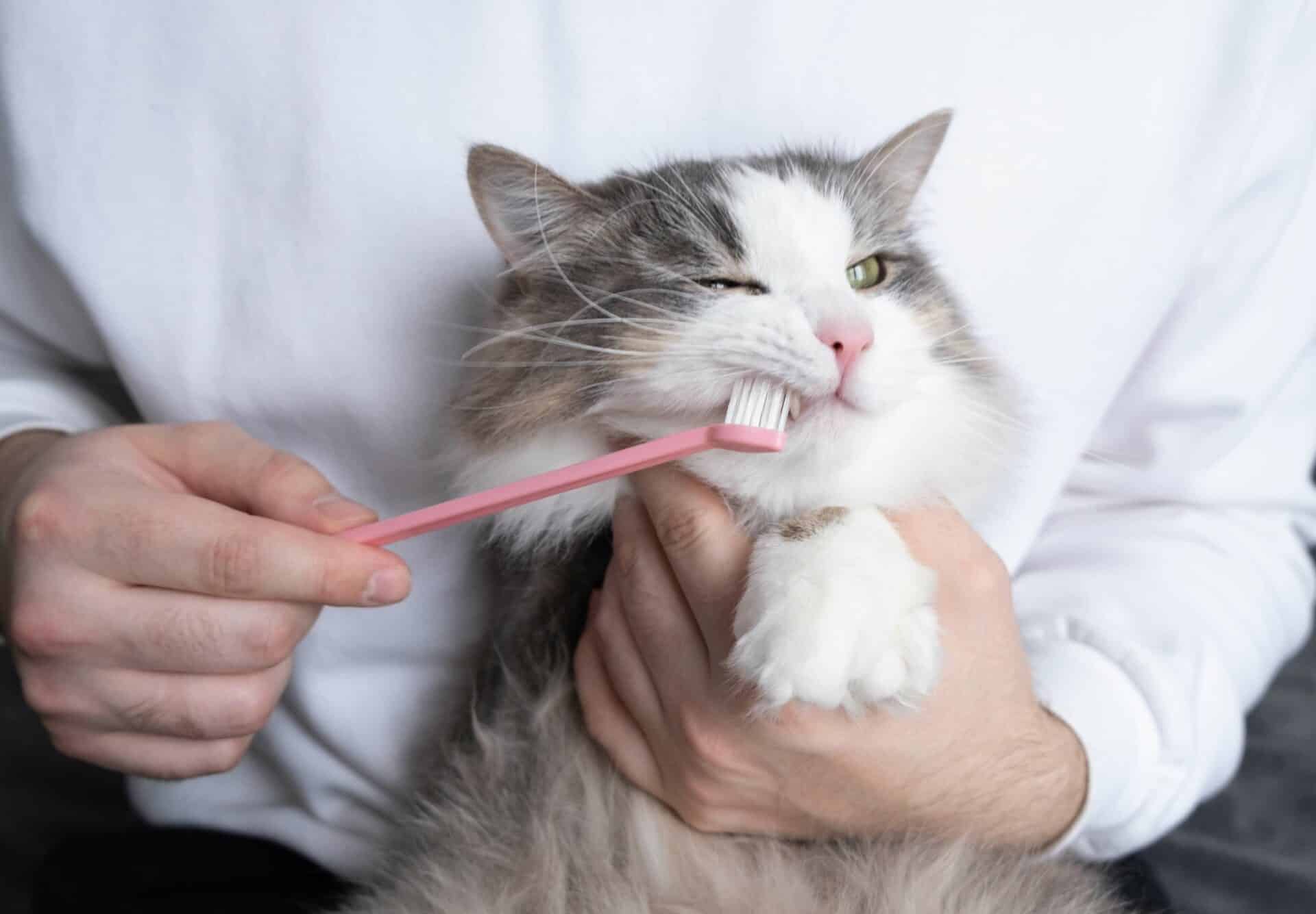 Why Pet Dental Health Matters