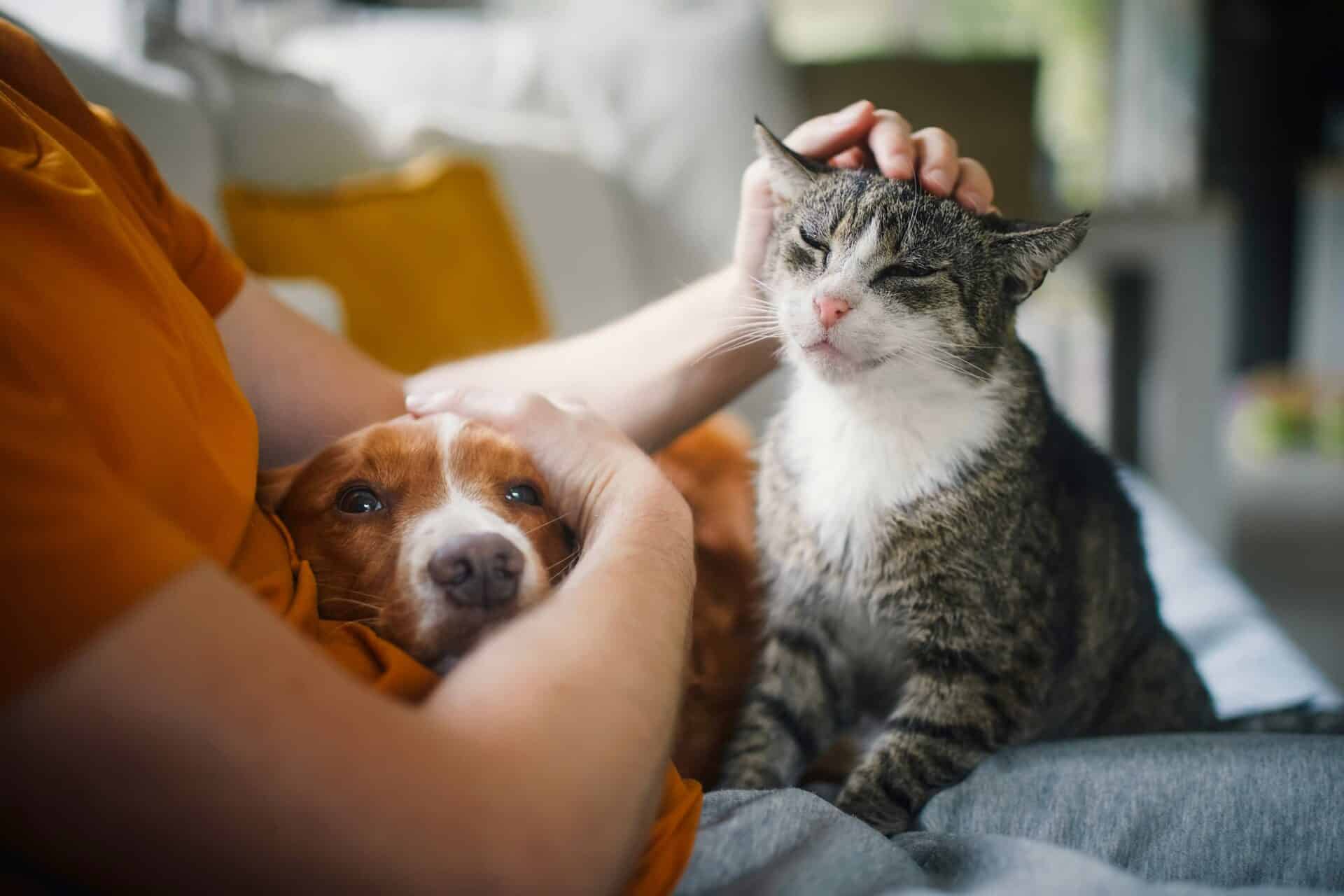 Why Pet Diagnostics Are So Important
