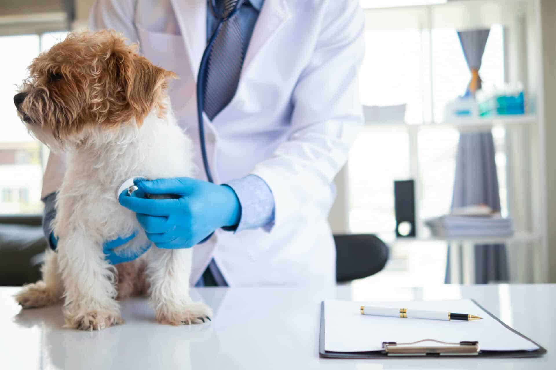 Year-Round Parasite Protection for Greenville Pets